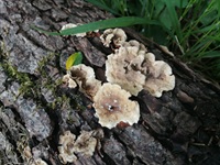 Runzeliger Schichtpilz - Nahansicht. Die Oberflächen sind typischerweise uneben-runzelig. Bei Verletzungen rötet der Pilz (was auf diesem Bild leider jetzt nicht zu sehen ist)